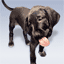 chien